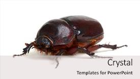  Presentation with scarab beetle - Amazing presentation design having beetle isolated on white background backdrop and a light gray colored foreground