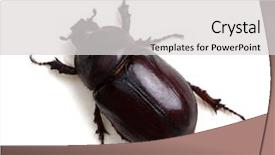  Presentation with brown sugar isolated on white - Presentation design with beetle isolated on white background background and a light gray colored foreground