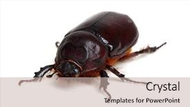  Presentation with beetles rhinoceros beetle rhino beetle - PPT theme enhanced with beetle isolated on white background background and a soft green colored foreground