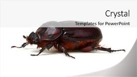  Presentation with scarab beetle - Colorful presentation theme enhanced with beetle isolated on white background backdrop and a white colored foreground