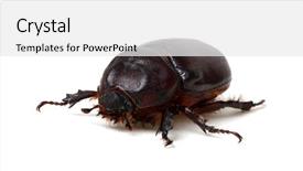  Presentation with beetles rhinoceros beetle rhino beetle - Presentation theme featuring beetle isolated on white background background and a white colored foreground