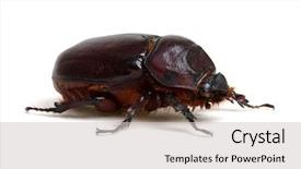 Presentation with background - PPT layouts enhanced with beetle isolated on white background background and a light gray colored foreground