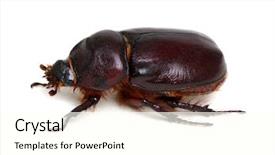  Presentation with background - Presentation design consisting of beetle isolated on white background background and a cream colored foreground