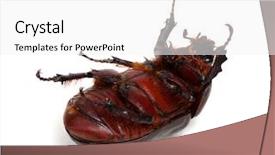  Presentation with octopus on isolated white - Presentation design consisting of beetle isolated on white background background and a white colored foreground