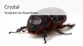  Presentation with brown sugar isolated on white - PPT theme consisting of beetle isolated on white background background and a white colored foreground