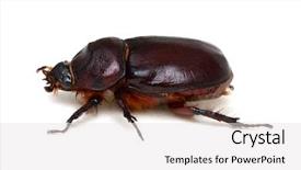  Presentation with scarab beetle - PPT theme having beetle isolated on white background background and a white colored foreground