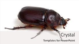  Presentation with brown sugar isolated on white - Audience pleasing slide set consisting of beetle isolated on white background backdrop and a light gray colored foreground