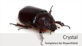  Presentation with beetles rhinoceros beetle rhino beetle - Slide deck having beetle isolated on white background background and a light gray colored foreground