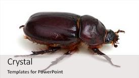  Presentation with beetles rhinoceros beetle rhino beetle - Beautiful slide set featuring beetle isolated on white background backdrop and a light gray colored foreground
