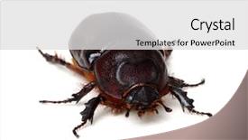  Presentation with brown sugar isolated on white - Cool new theme with beetle isolated on white background backdrop and a light gray colored foreground