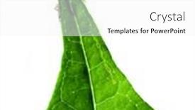  Presentation with green leaf - Beautiful PPT theme featuring beetle-on-a-green-leaf backdrop and a white colored foreground