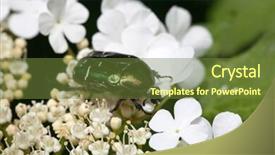  Presentation with spring - Theme consisting of beetle-on-the-flowers background and a tawny brown colored foreground