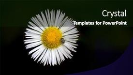 Presentation with daisy - Colorful theme enhanced with beetle-on-the-white-daisy backdrop and a black colored foreground