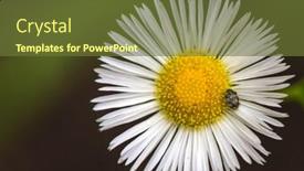  Presentation with daisy - PPT theme with beetle-on-the-white-daisy background and a tawny brown colored foreground