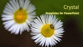  Presentation with daisy - PPT theme having beetle-sitting-on-a-white background and a tawny brown colored foreground