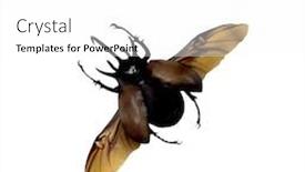  Presentation with open meetings sunshine - Cool new presentation design with beetle with open wings backdrop and a white colored foreground