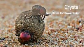  Presentation with rolling ball - Amazing presentation having beetles rolling a ball of dung south africa backdrop and a coral colored foreground