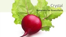  Presentation with beetroot - Cool new presentation theme with beetroot isolated on white background backdrop and a yellow colored foreground