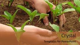  Presentation with beetroot - Cool new presentation design with beetroot sprouts on the vegetable backdrop and a red colored foreground