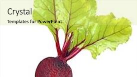  Presentation with beetroot - Presentation theme with red beet root - beetroot with leaves isolated background and a yellow colored foreground