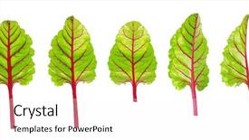  Presentation with beetroot - PPT theme consisting of beets - beetroot leaves fresh beet leaf background and a white colored foreground