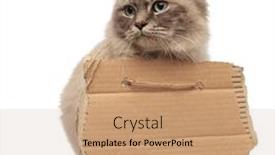  Presentation with walking cat - Beautiful presentation design featuring beggar cat with grey fur and blue eyes walking and looking to side with empty cardboard on white background backdrop and a coral colored foreground