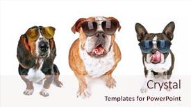  Presentation with sad dog abandoned dogs - Cool new slides with begging for food wearing sunglasses backdrop and a lemonade colored foreground