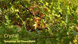  Presentation with fall - Presentation theme enhanced with beginning of fall background and a tawny brown colored foreground