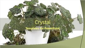  Presentation with flower - Beautiful slides featuring begonia-flower-in-a-white backdrop and a tawny brown colored foreground