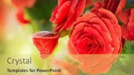  Presentation with flower - Colorful slide deck enhanced with begonia flower backdrop and a yellow colored foreground