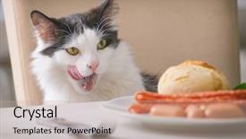  Presentation with cat - Presentation with behavior kitchen - cat tries to steal food background and a coral colored foreground