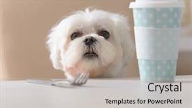  Presentation with dog food - Beautiful presentation theme featuring behavior kitchen - cute white dog maltese sitting backdrop and a light gray colored foreground