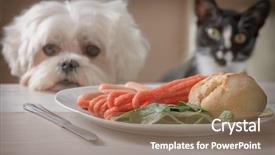  Presentation with dog cat - Cool new theme with behavior kitchen - cute white dog maltese backdrop and a coral colored foreground