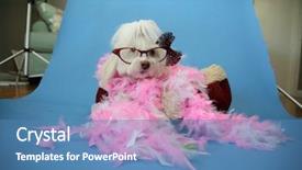  Presentation with photo collage for company behind the scen - Beautiful slides featuring behind the scenes dog photo backdrop and a teal colored foreground