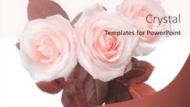  Presentation with light pink - PPT layouts enhanced with beige-pink-rose-flower-bouquet background and a lemonade colored foreground