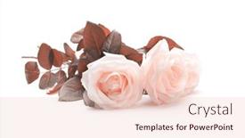 Presentation with light pink - PPT theme consisting of beige-pink-rose-flower-bouquet background and a lemonade colored foreground