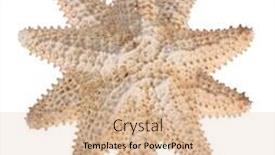  Presentation with starfish - Colorful presentation theme enhanced with beige starfish isolated on white background backdrop and a lemonade colored foreground