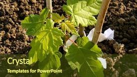  Presentation with cylinder - PPT theme enhanced with being damaged by mole cricket background and a tawny brown colored foreground