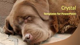  Presentation with brow - Cool new PPT theme with being faithful - brow labrador sleeping backdrop and a tawny brown colored foreground
