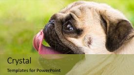  Presentation with faithful - Amazing presentation theme having being faithful - pug portrait backdrop and a gold colored foreground
