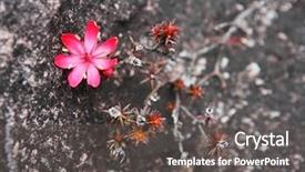  Presentation with venezuela - Audience pleasing presentation theme consisting of bejaria imthurnii ericaceae on the rocks of mount roraima in venezuela backdrop and a dark gray colored foreground