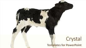  Presentation with blue - Colorful PPT layouts enhanced with belgian blue calf isolated backdrop and a cream colored foreground