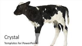  Presentation with blue - Amazing slide deck having belgian blue calf isolated backdrop and a white colored foreground