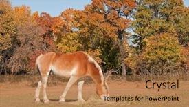  Presentation with bullfighting horse - Theme consisting of belgian draft horse eating hay background and a coral colored foreground
