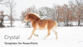  Presentation with horse - Beautiful slide set featuring belgian-draft-horse-galloping backdrop and a white colored foreground