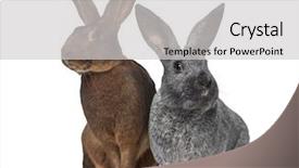  Presentation with rabbit - Audience pleasing presentation design consisting of belgian hare and argente rabbit backdrop and a light gray colored foreground