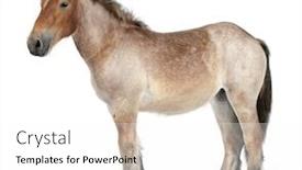  Presentation with foal - PPT theme having belgian heavy horse foal brabancon background and a white colored foreground
