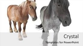  Presentation with white horse - Beautiful theme featuring belgian horse belgian heavy horse backdrop and a light gray colored foreground