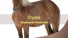  Presentation with white horse - PPT layouts consisting of belgian horse belgian heavy horse background and a tawny brown colored foreground