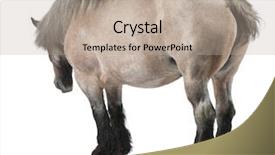  Presentation with white horse - PPT layouts with belgian horse belgian heavy horse brabancon a draft horse breed 11 years old standing in front of white background background and a mint green colored foreground